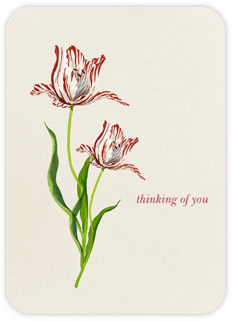 Rembrandt Tulip - Felix Doolittle - Thinking of you cards
